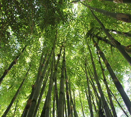 Bamboo Forest 2 Background Bamboo Forest 2 Background