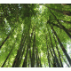 Bamboo Forest 2 Background