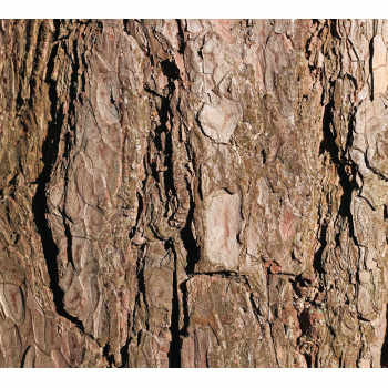 Bark Background