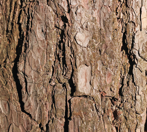 Bark Background