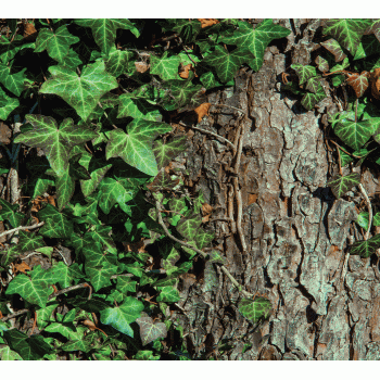 Ivy On Bark Background