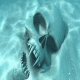 Vampire Skull Cling On Aquarium Background