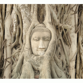 Buddha Roots Background