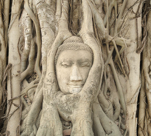Buddha Roots Background