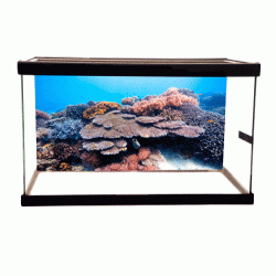 Coral Reef Cling-On Aquarium Background