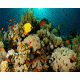 Coral Reef 2 Cling-On Aquarium Background