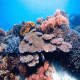Coral Reef Cling-On Aquarium Background