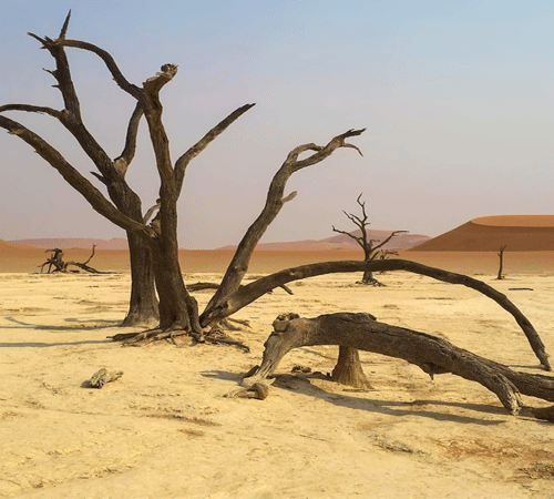 Desert 14 Background