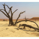 Desert 14 Background