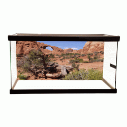Desert Arch Background