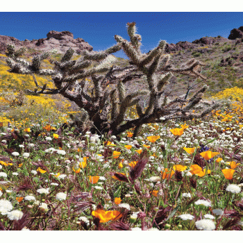 Desert Flowers 5 Background