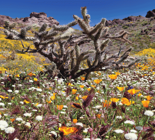 Desert Flowers 5 Background