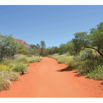 Desert Trail Background