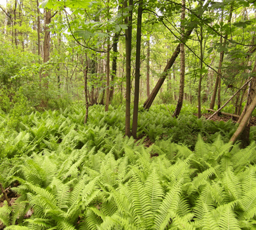 Forest Background