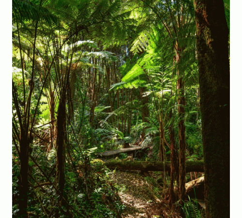 Ferns Forest Background