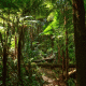 Ferns Forest Background