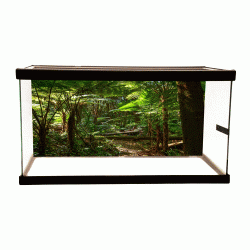 Ferns Forest Background