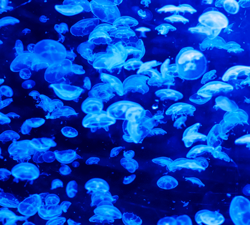 Jellyfish Cling-On Background