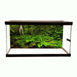 Jungle 3 Background