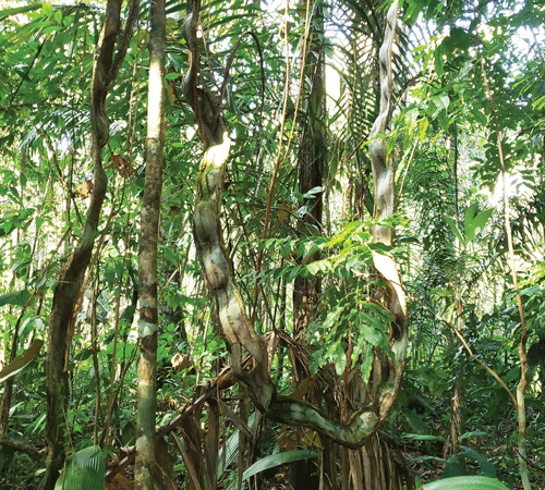 Jungle Vegetation Background