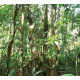 Jungle Vegetation Background Jungle Vegetation Background