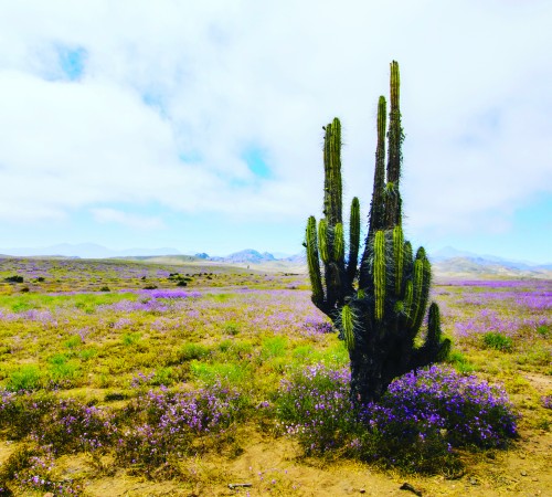 Desert Flowers 4 Background