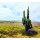 Desert Flowers 4 Background