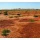 Dry Desert Background