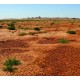 Dry Desert Background Dry Desert Background