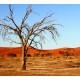 Red Desert Background