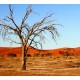 Red Desert Background Red Desert Background