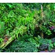 Tropical Plants 2 Background