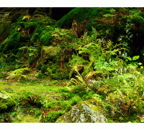 Moss Background