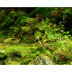 Moss Background