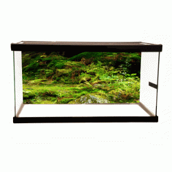 Moss Background