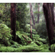 Pre-sized Jungle 2 Background