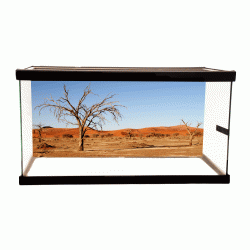 Red Desert Background