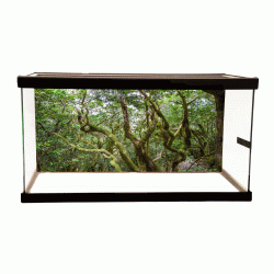 Tree 2 Background Tree 2 Background