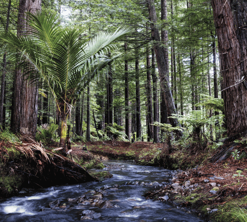 Redwoods Background