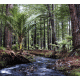 Redwoods Background