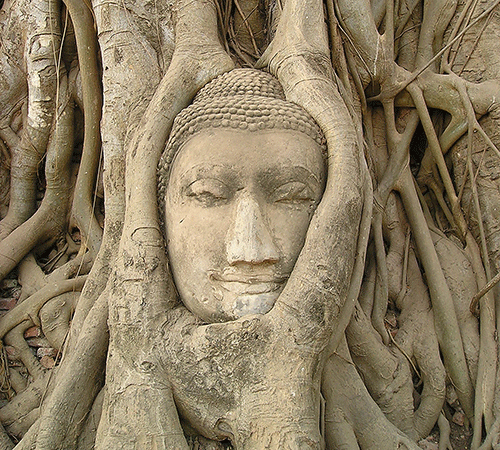 Pre-Sized Buddha Roots Background
