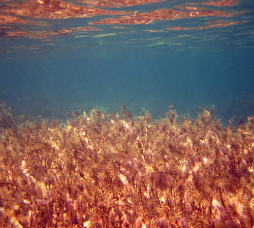 Sea Flora Cling-On Aquarium Background