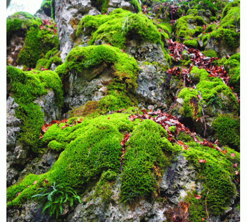 Pre-Sized Stone Wall 3 Background