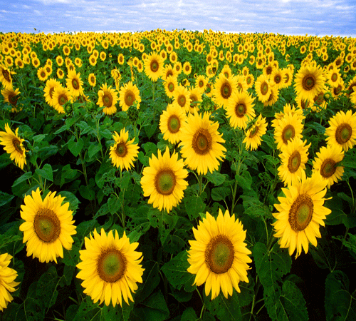 Sunflower Field Background