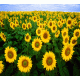 Sunflower Field Background