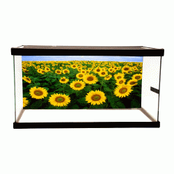 Sunflower Field Background