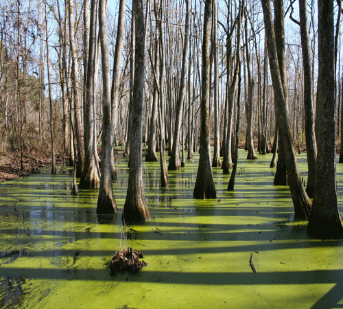 Swamp 2 Background