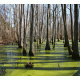 Swamp 2 Background