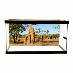 Termite Hill Background Termite Hill Background