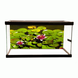 Water Lilies 2 Background